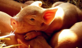 杀猪视频,揭秘网络传播的残忍杀猪视频